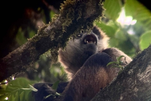 Monteverde: Guidet tur i Monteverdes tåkeskog