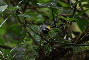 Monteverde: Visita guiada à Floresta Nublada de Monteverde