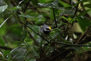 Monteverde: Monteverden pilvimetsä: Opastettu retki Monteverden pilvimetsässä