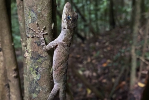 Monteverde: Guidet tur i Monteverdes tåkeskog
