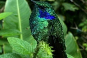 Monteverde: Tour guiado en el Bosque Nuboso de Monteverde