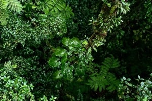 Monteverde: Guided Tour in Monteverde Cloud Forest