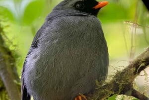 Monteverde: Guided Tour in the Cloud Forest