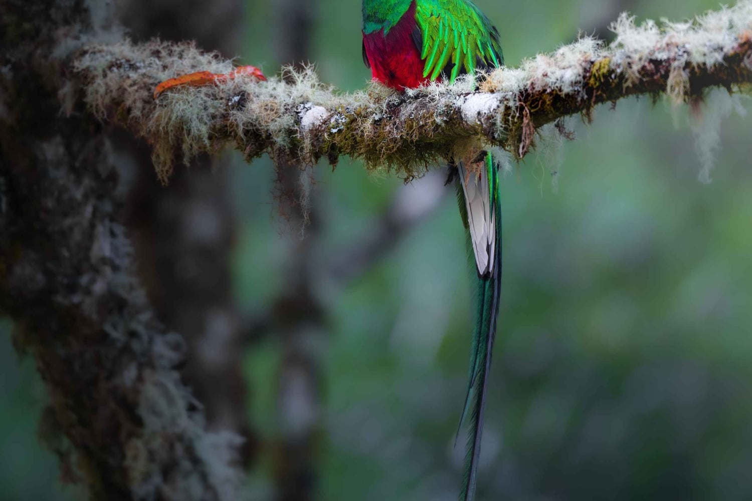 Monteverde: Halbtägige Vogelbeobachtungstour