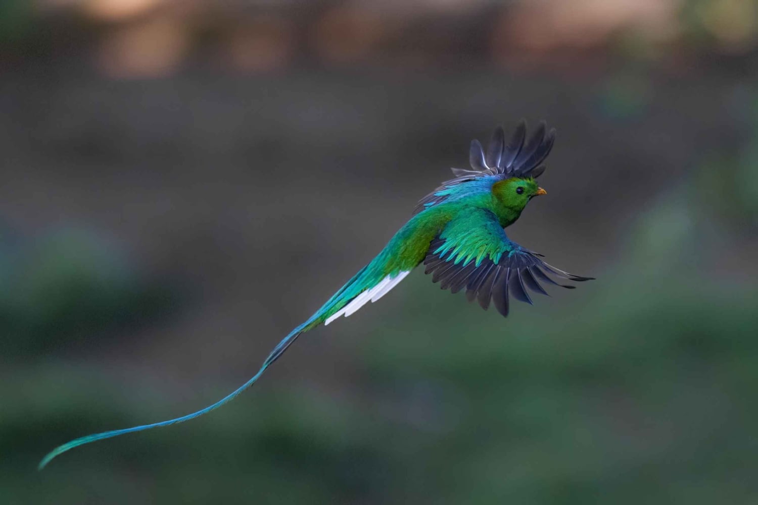 Monteverde: Halbtägige Vogelbeobachtungstour