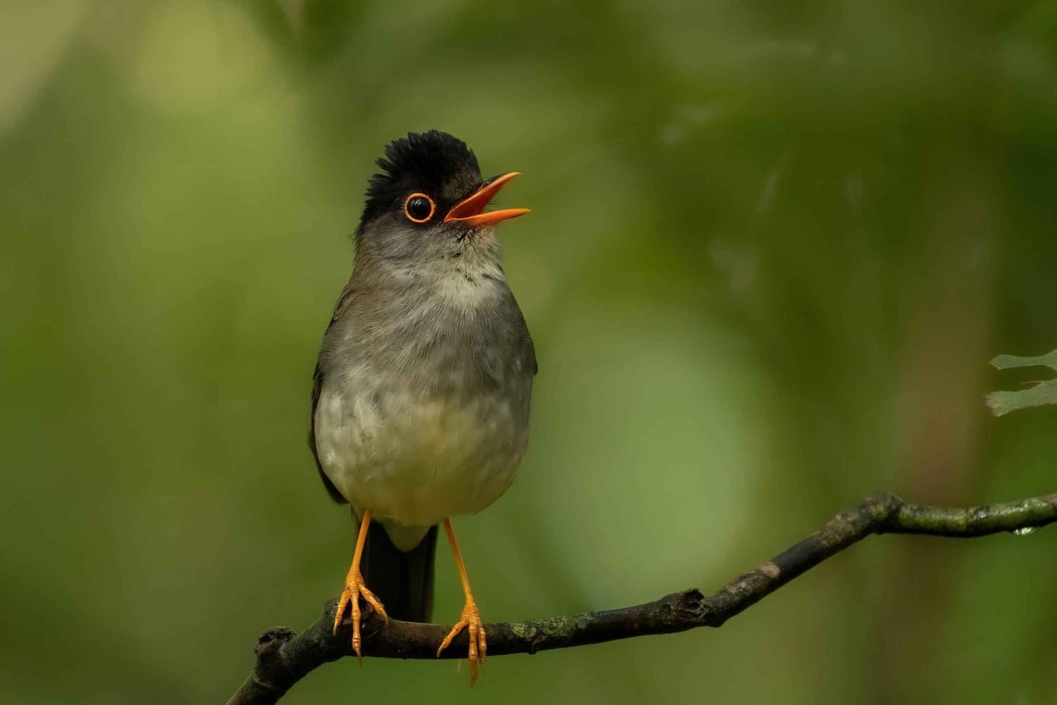 Monteverde: Halbtägige Vogelbeobachtungstour