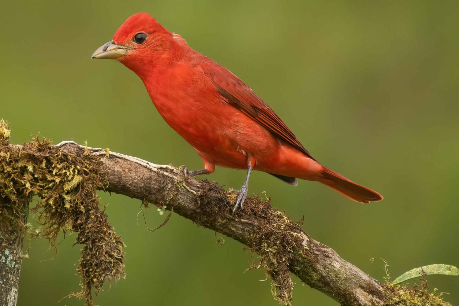 Monteverde: Halbtägige Vogelbeobachtungstour