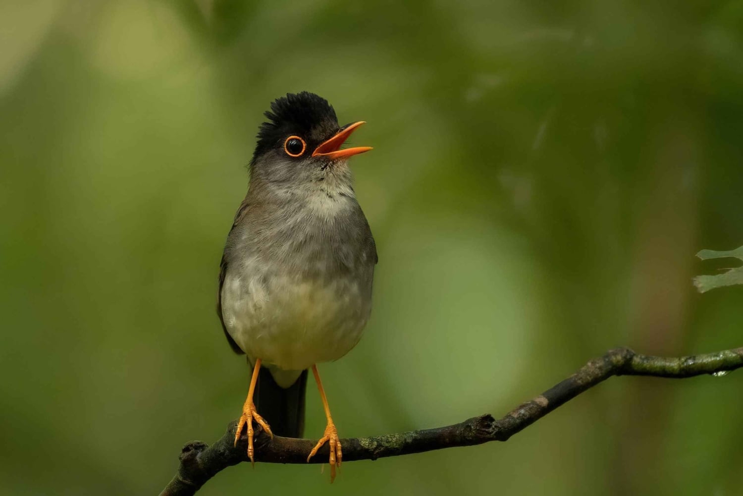 Monteverde: półdniowa wycieczka z obserwacją ptaków