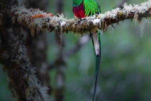 Monteverde: Halbtägige Vogelbeobachtungstour