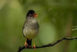 Monteverde: Halbtägige Vogelbeobachtungstour