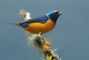 Monteverde: Halbtägige Vogelbeobachtungstour