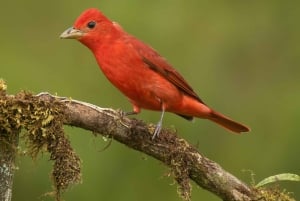 Monteverde: Halbtägige Vogelbeobachtungstour