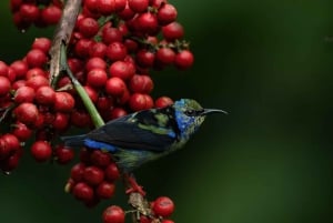 Monteverde: Halbtägige Vogelbeobachtungstour