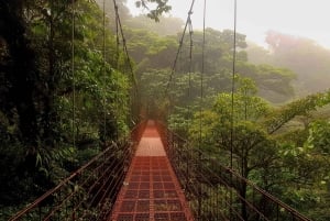 Monteverde: Halbtägige Vogelbeobachtungstour