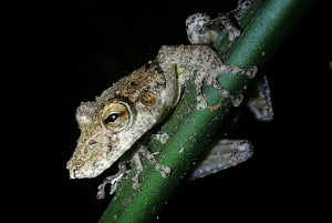 Hängebrücken von Monteverde und Nachttour