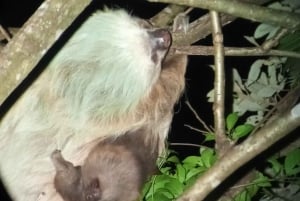 Hängebrücken von Monteverde und Nachttour