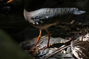 Hängebrücken von Monteverde und Nachttour