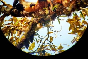 Hängebrücken von Monteverde und Nachttour