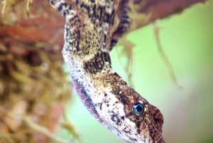 Hängebrücken von Monteverde und Nachttour