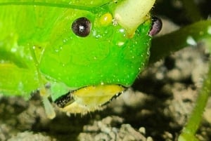 Hängebrücken von Monteverde und Nachttour