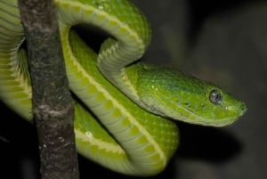 Hängebrücken von Monteverde und Nachttour