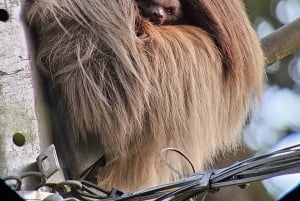 Hängebrücken von Monteverde und Nachttour