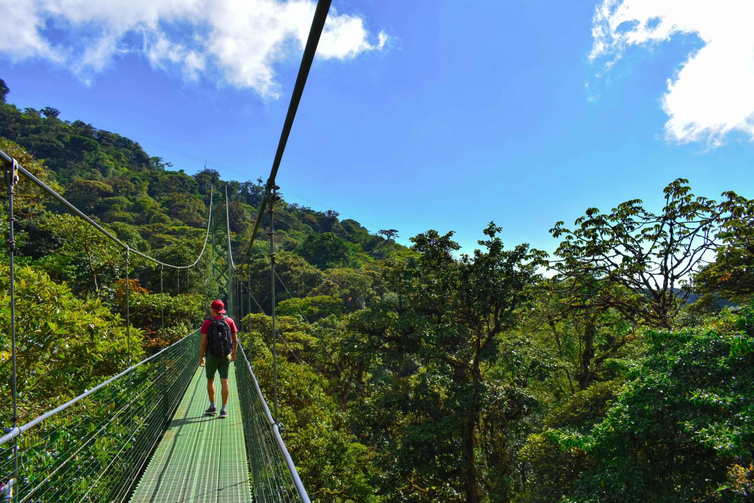 Monteverde: Tour guidato dei ponti sospesi nella foresta nuvolosa