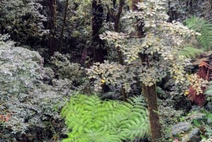 Monteverde: Hanging Bridges in the Cloud Forest Guided Tour