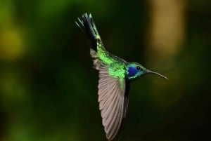 Monteverde: Hanging Bridges in the Cloud Forest Guided Tour