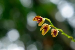 Monteverde: Hanging Bridges in the Cloud Forest Guided Tour