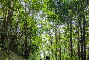 Monteverde: Hanging Bridges in the Cloud Forest Guided Tour