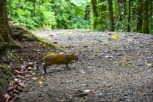 Monteverde: Hanging Bridges in the Cloud Forest Guided Tour