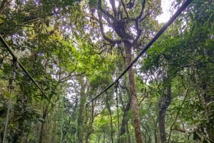 Monteverde: Hanging Bridges in the Cloud Forest Guided Tour