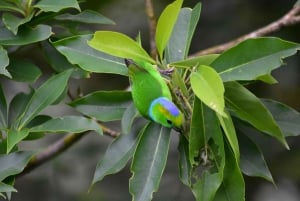 Monteverde: Hanging Bridges in the Cloud Forest Guided Tour