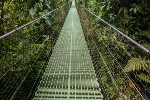 Monteverde: Hanging Bridges in the Cloud Forest Guided Tour