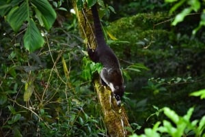 Monteverde: Hanging Bridges in the Cloud Forest Guided Tour