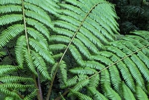 Monteverde: Hanging Bridges in the Cloud Forest Guided Tour