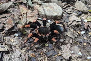 Monteverde: Tour guidato dei ponti sospesi nella foresta nuvolosa