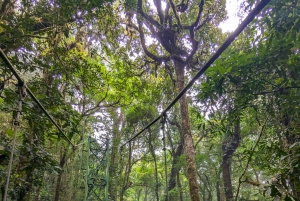 Monteverde: Tour guidato dei ponti sospesi nella foresta nuvolosa