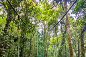 Monteverde: Tour guidato dei ponti sospesi nella foresta nuvolosa