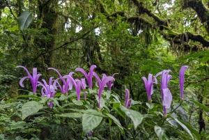 Monteverde: Tour guidato dei ponti sospesi nella foresta nuvolosa