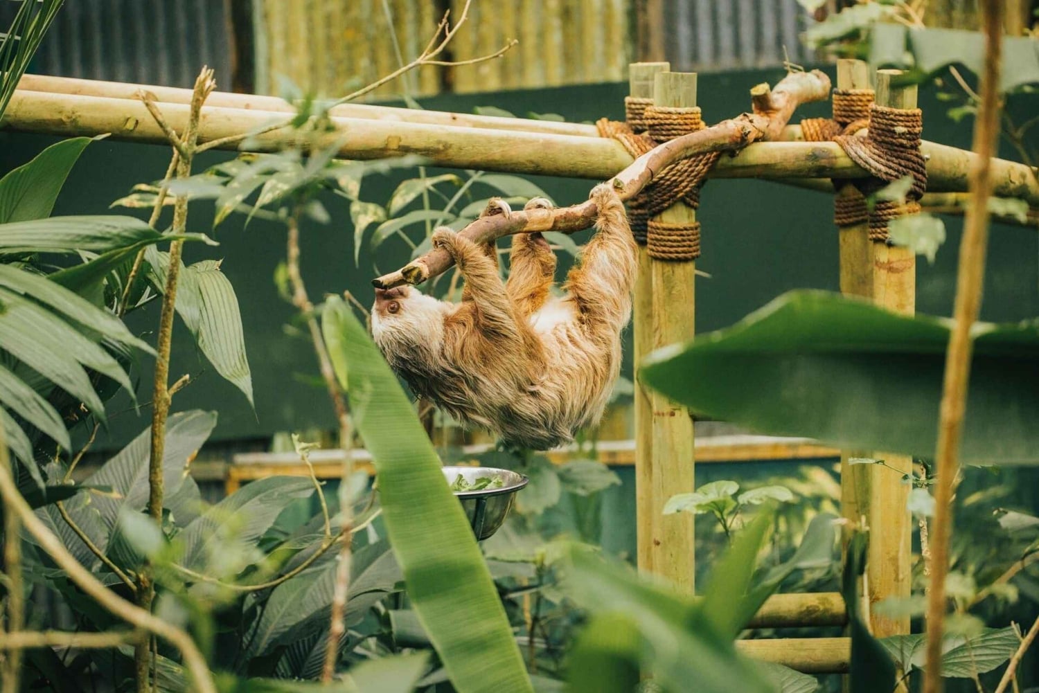 Monteverde: Jade Pack Selvatura Park Zipline & Sloth Tour