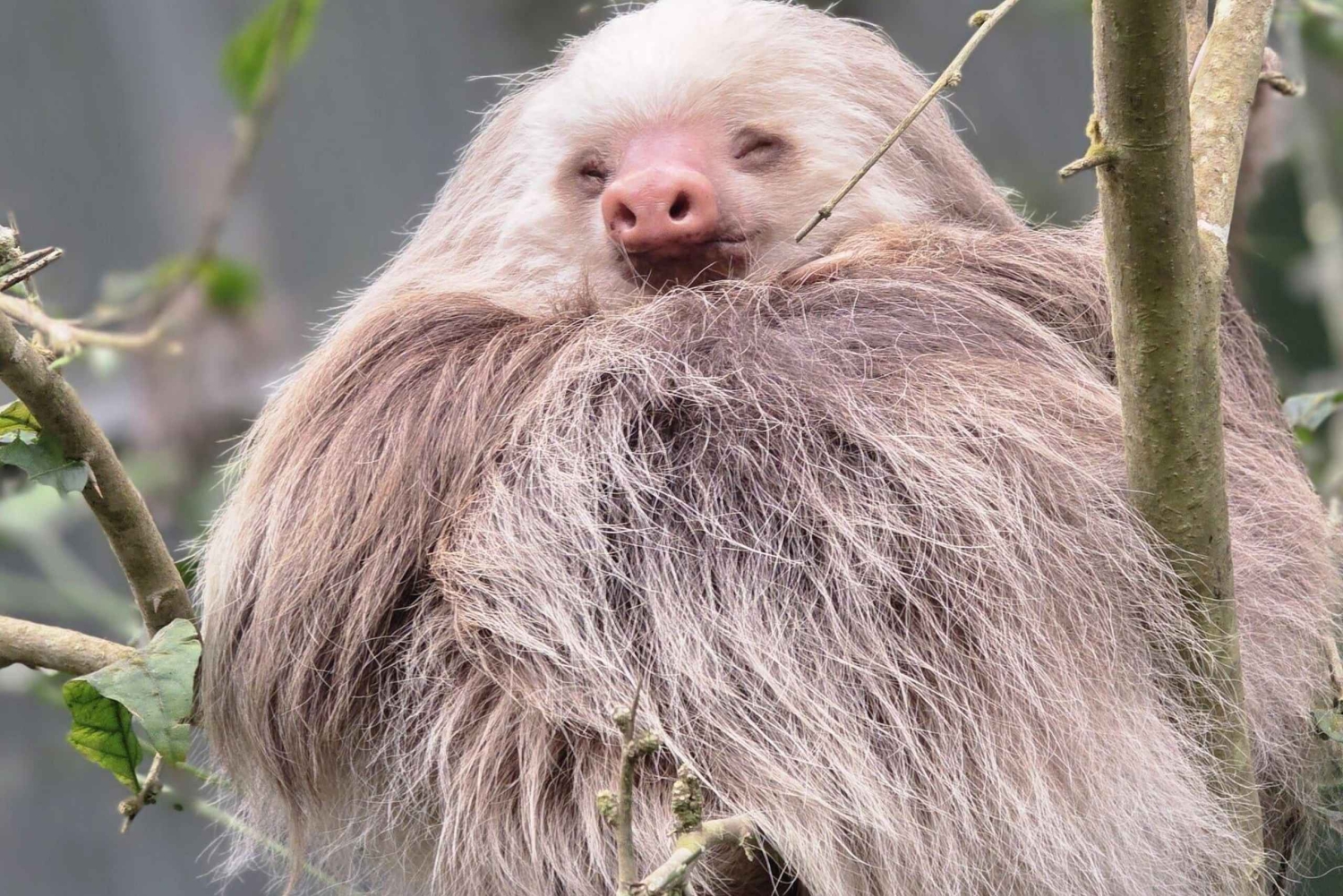 Monteverde: Jade Pack Selvatura Park Zipline & Sloth Tour