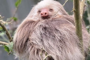 Monteverde: Jade Pack Selvatura Park Zipline & Sloth Tour