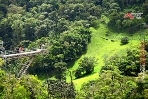 Monteverde: Tirolina en la selva y columpio de Tarzán con traslado