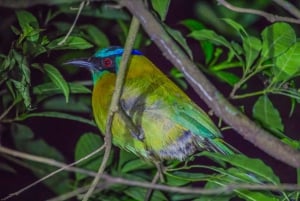 Monteverde: Kinkajou Forest Night Walking Tour