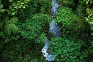 Monteverde: Monteverde Cloud Forest Canopy Adventure