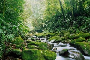 Monteverde: Monteverde Cloud Forest Canopy Adventure