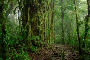 Monteverde: Monteverde Cloud Forest Canopy Adventure