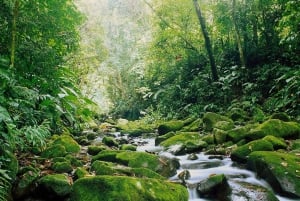 Monteverde: Monteverde Nebelwald Canopy Abenteuer